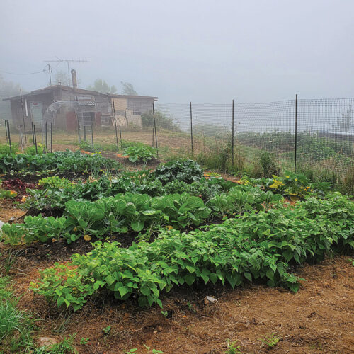 Vegetable Yields Per Plant Image